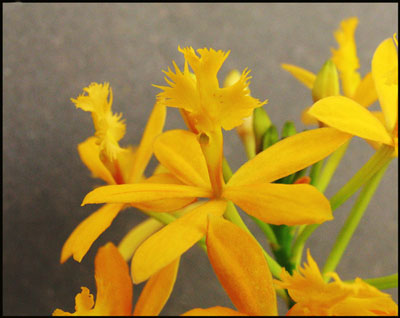 orchid