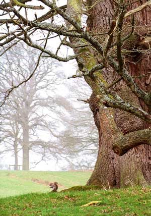 squirel and tree
